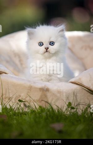 Britische langhaarige Kätzchen im Katzenbett Stockfoto