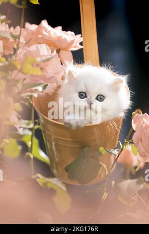 Britische langhaarige Kätzchen zwischen Rosen Stockfoto