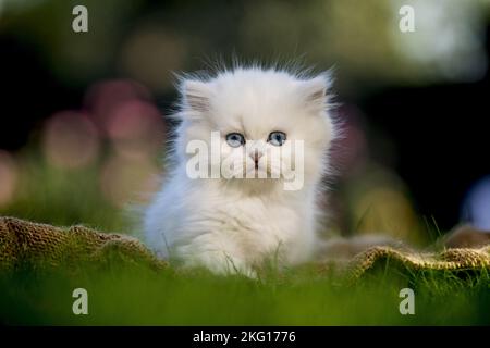 Britische langhaarige Kätzchen im Garten Stockfoto