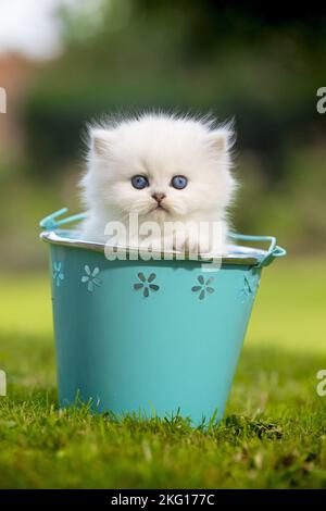 Britisches Langhaar-Kätzchen Stockfoto