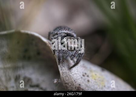 Spinnen im Wald (möglicherweise ein Jotus) Stockfoto