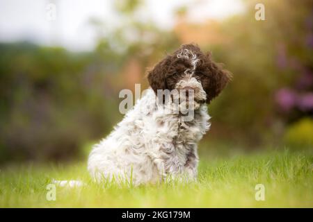 Lagotto Romagnolo Welpen Stockfoto