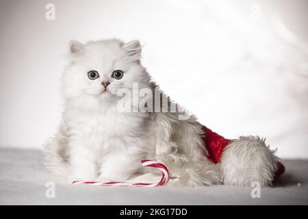 Britisches Langhaar-Kätzchen mit weihnachtsdekoration Stockfoto