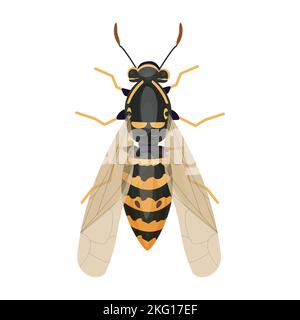 Wespen-Insekt, Hummel Draufsicht im Cartoon-Stil, realistische Bug isoliert Clip Art auf weißem Hintergrund. Vektorgrafik Stock Vektor
