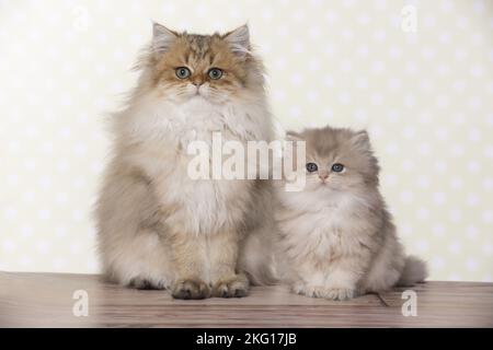 Sitzendes britisches Langhaar Stockfoto