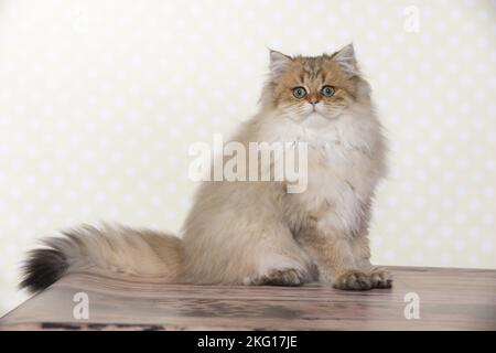 Sitzendes britisches Langhaar Stockfoto