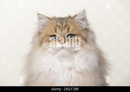 Britisches Langhaar-Porträt Stockfoto