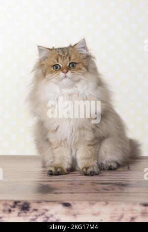 Sitzendes britisches Langhaar Stockfoto