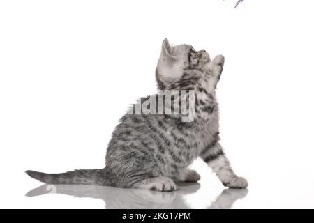 British Kurzhaar Kätzchen sitzen Stockfoto