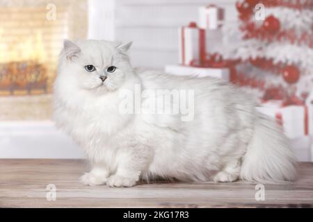 Standing British Langhaar Stockfoto