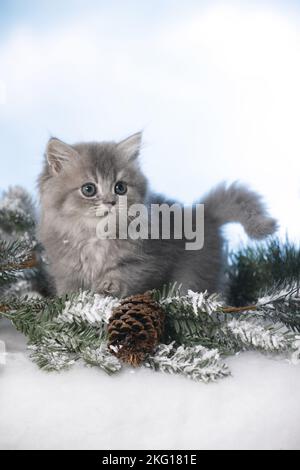 British Langhaar Kitten Stockfoto