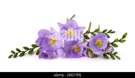 Frische Freesia Blumen isoliert auf weißem Hintergrund. Stockfoto