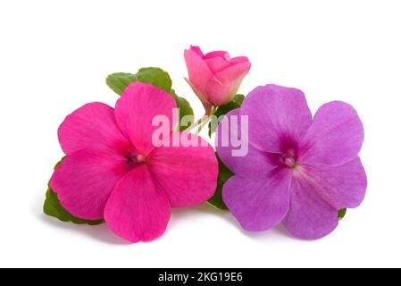 Impatiens Blumen isoliert auf weißem Hintergrund Stockfoto