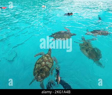 Schildkröten schwimmen in einem kristallklaren Meer in Redang, Malaysia. Stockfoto