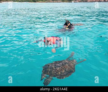 Eine Gruppe von Touristen schnorchelt zusammen mit den Schildkröten in Pulau Redang. Stockfoto