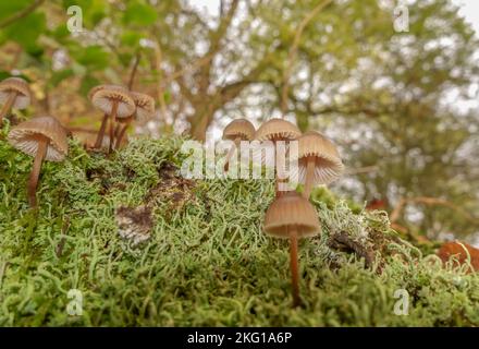 Gemeine Haube (Mycena galericulata), die in einem Naturschutzgebiet in Herefordshire (Großbritannien) angebaut wird. Stockfoto