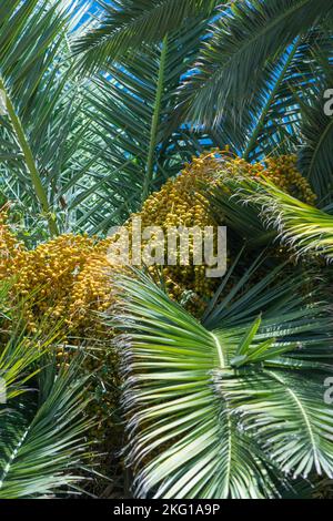 Pindo-Palme (Butia capitata), mit Früchten beladen, auch bekannt als Gelee-Palme. Santa Margherita Ligure Norditalien. September 2022 Stockfoto