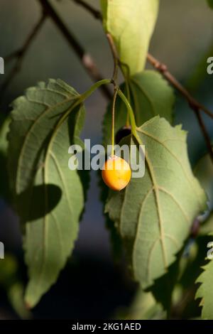 Italien, Lombardei, Brennnessel, Celtis Australis Stockfoto