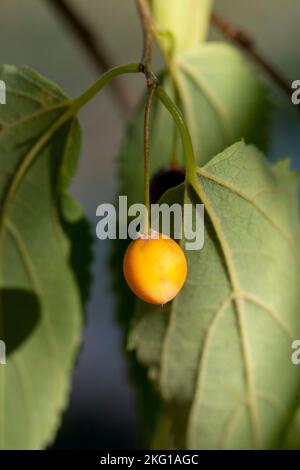 Italien, Lombardei, Brennnessel, Celtis Australis Stockfoto