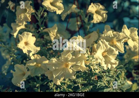 Petunia atkinsiana hybrida grandiflora leuchtend rosa violette Blüten in Blüte, Balkonblüte, grüne Blätter Stockfoto