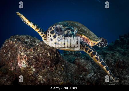 Hawksbill Meeresschildkröte, die über dem Korallenriff in tropischen Gewässern schwimmt Stockfoto