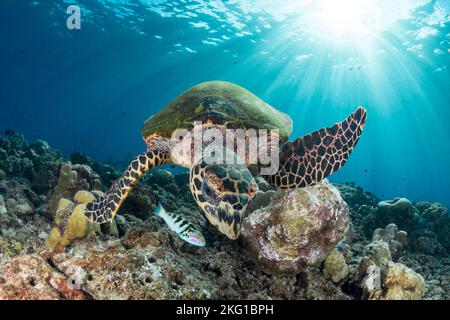 Hawksbill Sea Turtle, die über dem wunderschönen Korallenriff schwimmend ist Stockfoto