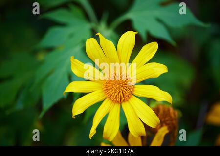 Nahaufnahme der Ringelblumenblüte auf dem Feld Stockfoto