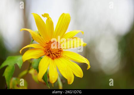 Nahaufnahme der Ringelblumenblüte auf dem Feld Stockfoto