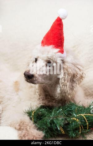 Neujahr, Weihnachten und ein Hund in einem Neujahrshut liegt in der Nähe des Weihnachtsbaumkranzes auf dem Sofa. Stockfoto