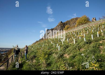 Weinbau in Rhoendorf am Rhein, im Hintergrund der Drachenfels-Hügel neer Königswinter, junge Weinrebe, rechts die Ulan-Bauwerke Stockfoto