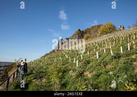 Weinbau in Rhoendorf am Rhein, im Hintergrund der Drachenfels-Hügel neer Königswinter, junge Weinrebe, rechts die Ulan-Bauwerke Stockfoto