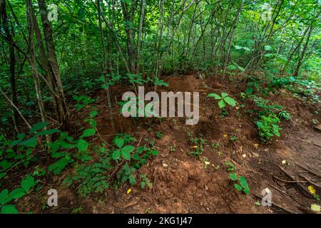 Termitenhügel im Wald von Südamerika Stockfoto