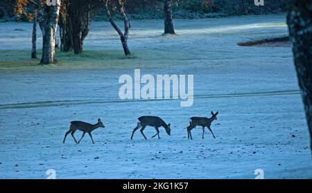 Duddingston. Edinburgh, Schottland, Großbritannien. 21.. November 2022 Der erste Frost des Winters für die schottische Hauptstadt, 2 Grad Celsius am Vormittag nach 0 Grad Sonnenaufgang auf dem winterlich aussehenden Golfplatz. Abbildung: Futter für drei Hirsche auf dem frostbedeckten Gras. Stockfoto