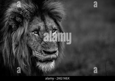 Löwen fotografierten auf einer Safari in Südafrika Stockfoto