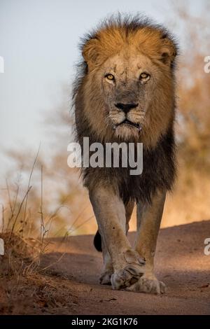 Löwen fotografierten auf einer Safari in Südafrika Stockfoto