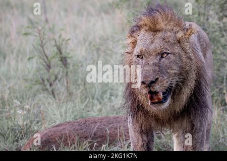 Löwen fotografierten auf einer Safari in Südafrika Stockfoto