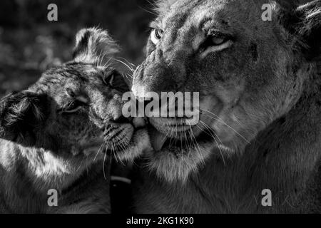 Löwen fotografierten auf einer Safari in Südafrika Stockfoto