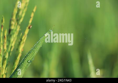 Tau Tropfen. Die Atmosphäre am Morgen die Luft fühlt sich frisch an mit warmem Morgensonnenlicht, das glitzernden Morgentau auf Blumen und grünem Gras aussieht Stockfoto