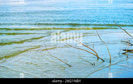 Natürlicher Hintergrund, Wasser und Küste mit Baumwurzeln Stockfoto