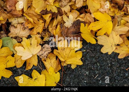 Epsom, Surrey, London, UK, November 19 2022, Golden Yellow Fallen Herbstblätter liegen auf dem Boden ohne Menschen Stockfoto
