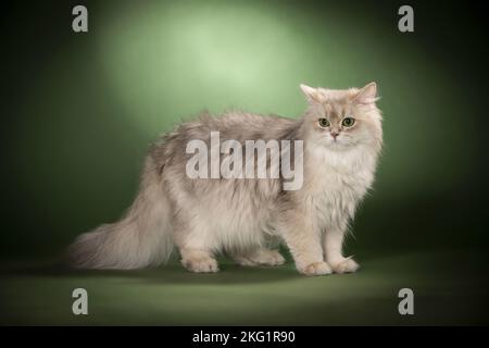 Standing British Langhaar Stockfoto