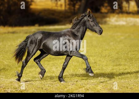 Friesische Traber Stockfoto
