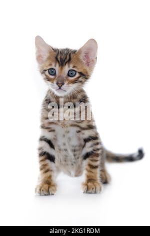 Toyger Kitten vor weißem Hintergrund Stockfoto
