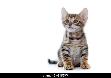 Toyger Kitten vor weißem Hintergrund Stockfoto