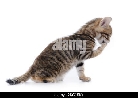 Toyger Kitten vor weißem Hintergrund Stockfoto