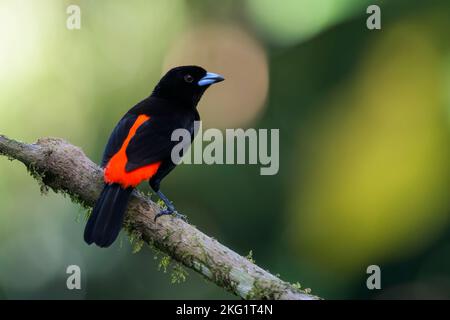 Passerinis Tanager oder Cherries Tanager (Ramphocelus passerinii) auf einem Zweig in Costa Rica. Stockfoto