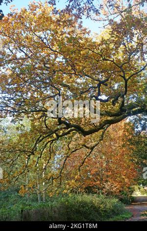 Grüne und braune Bäume und Pflanzen auf einer kleinen Landstraße in Kintbury im Herbst, in der Grafschaft Bekshire, November Stockfoto