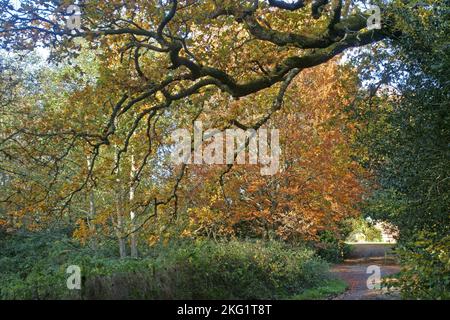 Grüne und braune Bäume und Pflanzen auf einer kleinen Landstraße in Kintbury im Herbst, in der Grafschaft Bekshire, November Stockfoto
