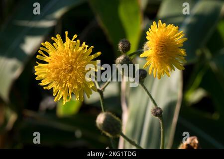 Mehrjährige Sowthistel oder Maispfauendistel (Sonchus arvensis) zusammengesetzte gelbe Blume auf einem mehrjährigen Maisfeld-Unkraut, Bekshire, September Stockfoto
