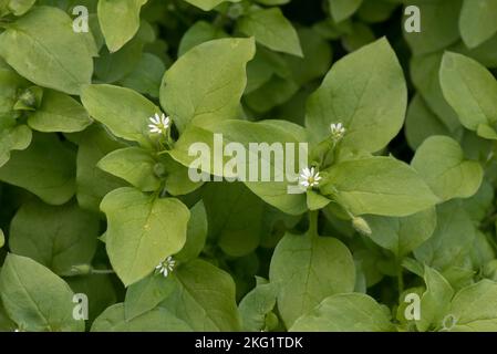 Gewöhnliches Kicherkraut (Stellaria media) blühende jährliche Unkrautpflanze, mit kleinen Blüten unter grünen Blättern, in der Mitte von September Stockfoto